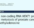 如何發(fā)現(xiàn)lncRNA中m6A新功能，不妨了解下這篇15分paper的研究思路
